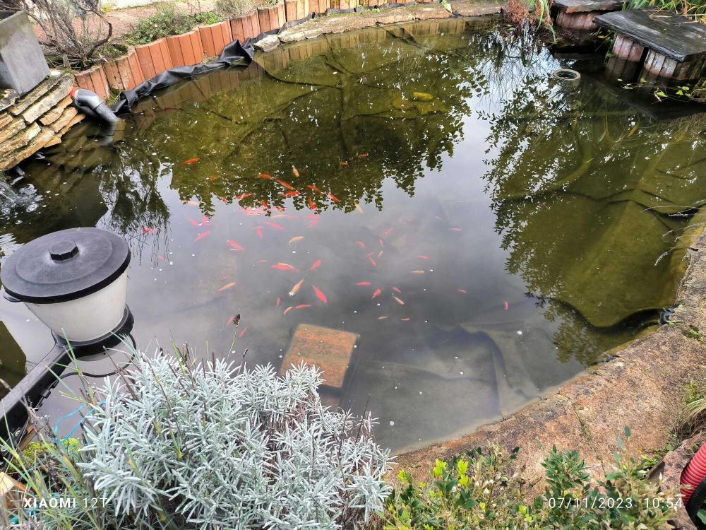 bassin-carpes-koi