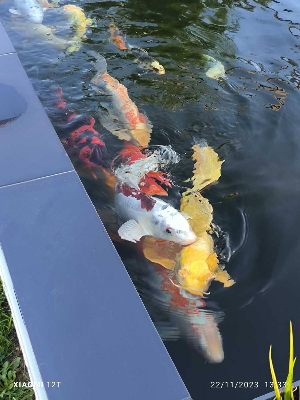 Construction pergola végétalisée Villeneuve-sur-Lot